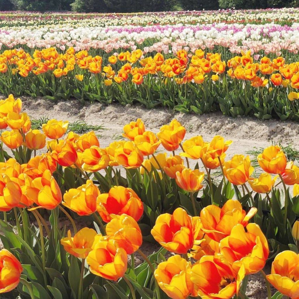 a photo of a field of tulips