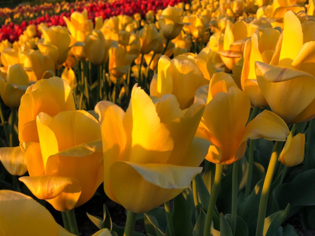 a field of yellow tulips blooming at Poston Gardens in Waxahachie, Texas.