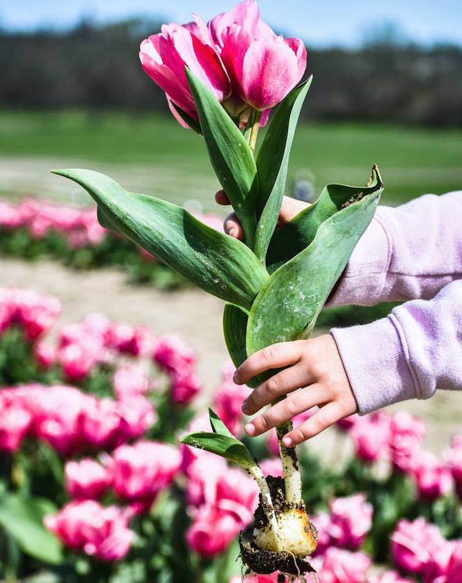 a child holds a tulip