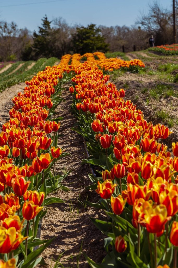 tulips at poston gardens in waxahachie texas