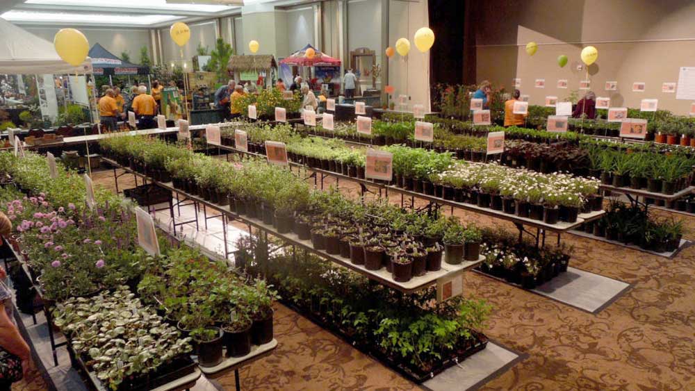 photo of plants for sale