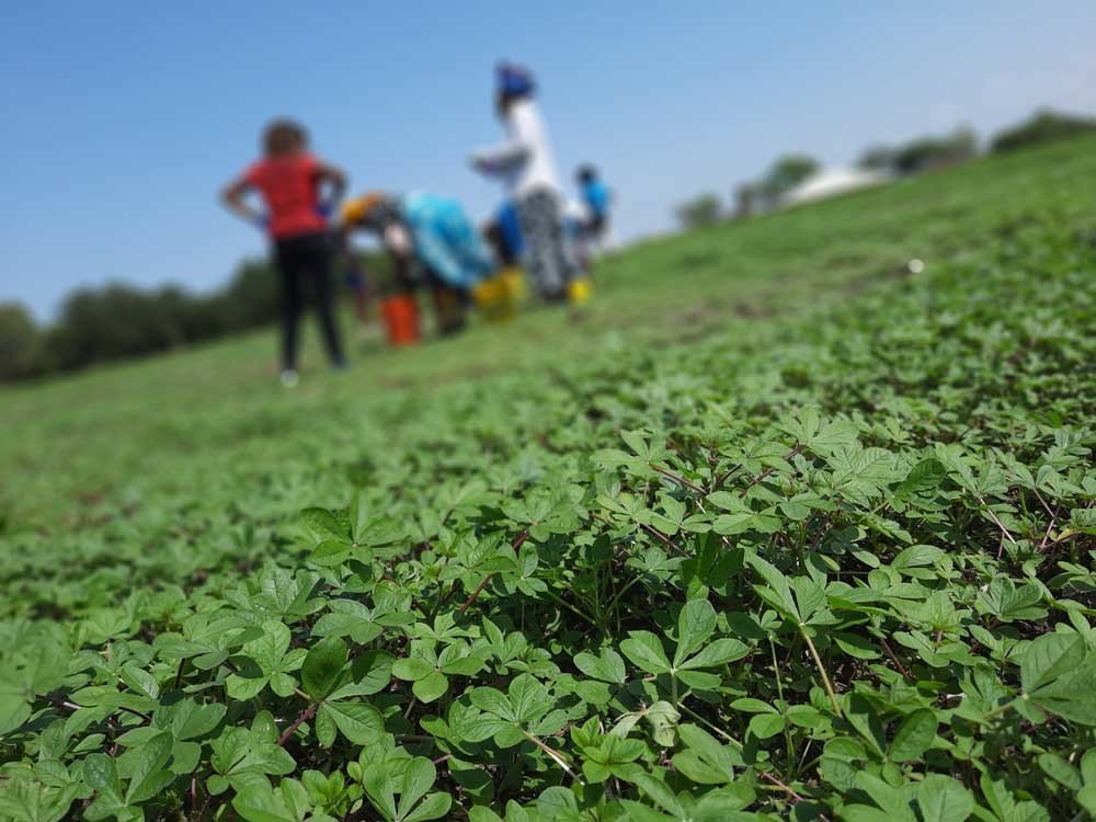 Photo of spider flower and people