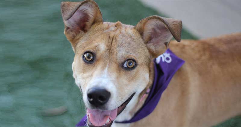 Photo of dog with a bandana