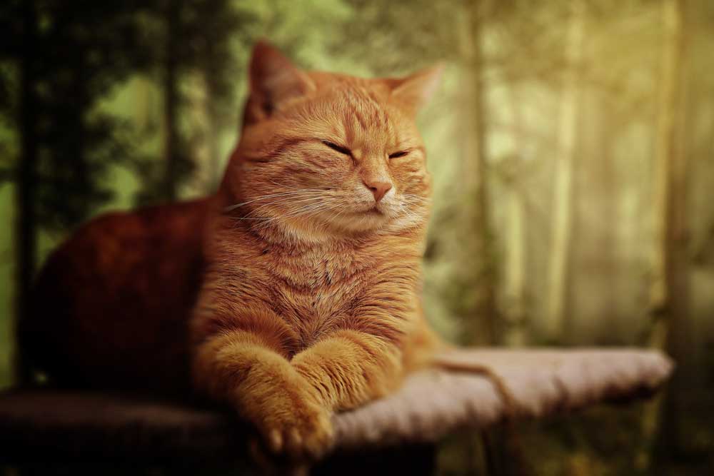 photo of old orange cat sitting on bed