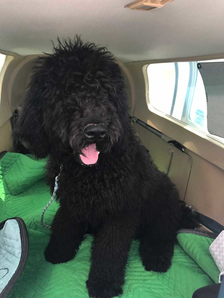 Photo of a black dog in a small airplane