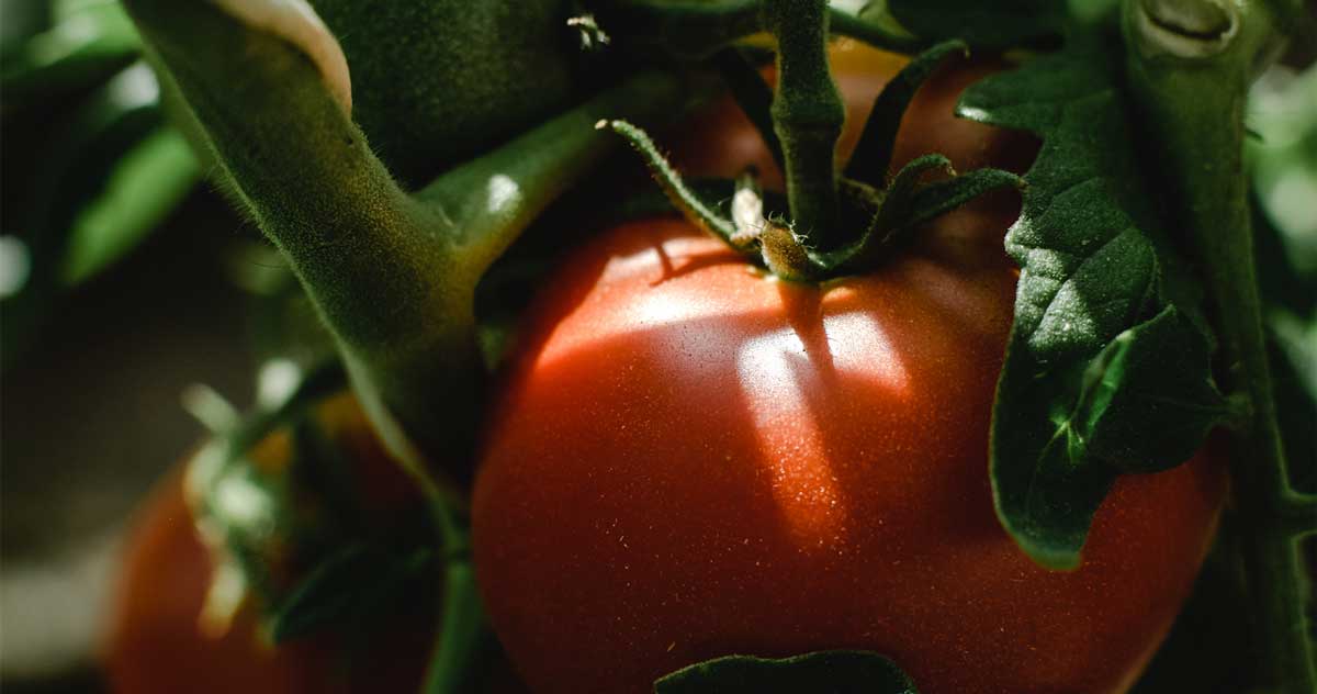 photo of tomato plant with tomato fruit