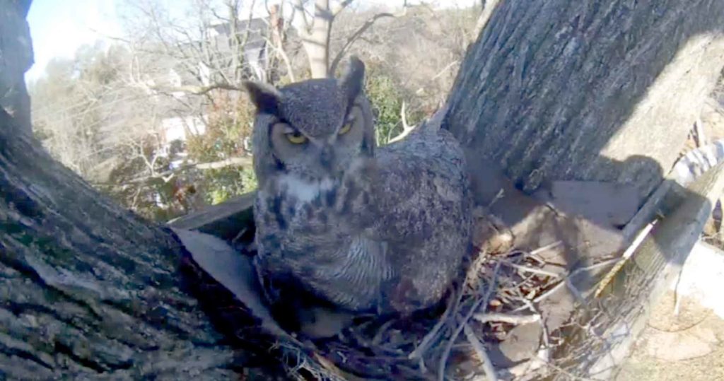 Photo of a great horned owl on a nest.