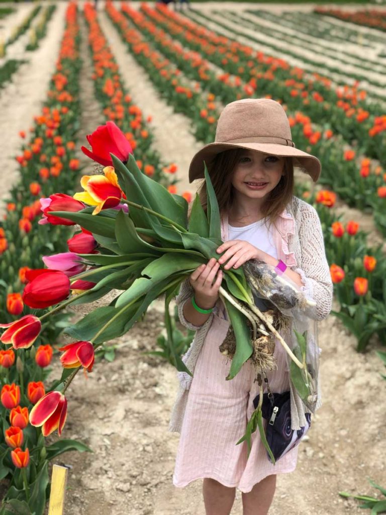 Photo of little girl picking tulips at Poston Gardens Tulipalooza in Waxahachie Texas