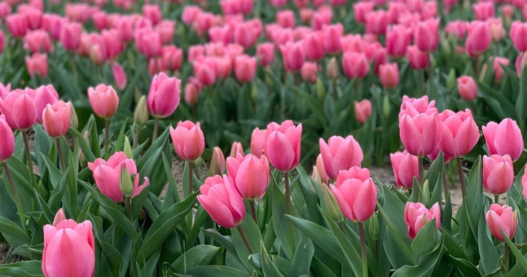 Photo of pink tulips at Poston Gardens Tulipalooza in Waxahachie Texas