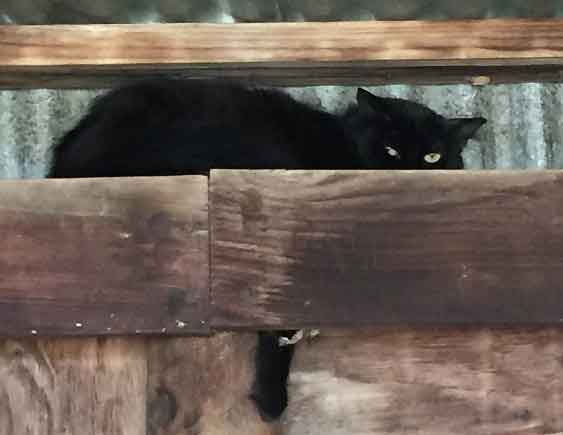 Black cat on ledge in barn - Barn Cats Incorporated in Waxahachie Texas