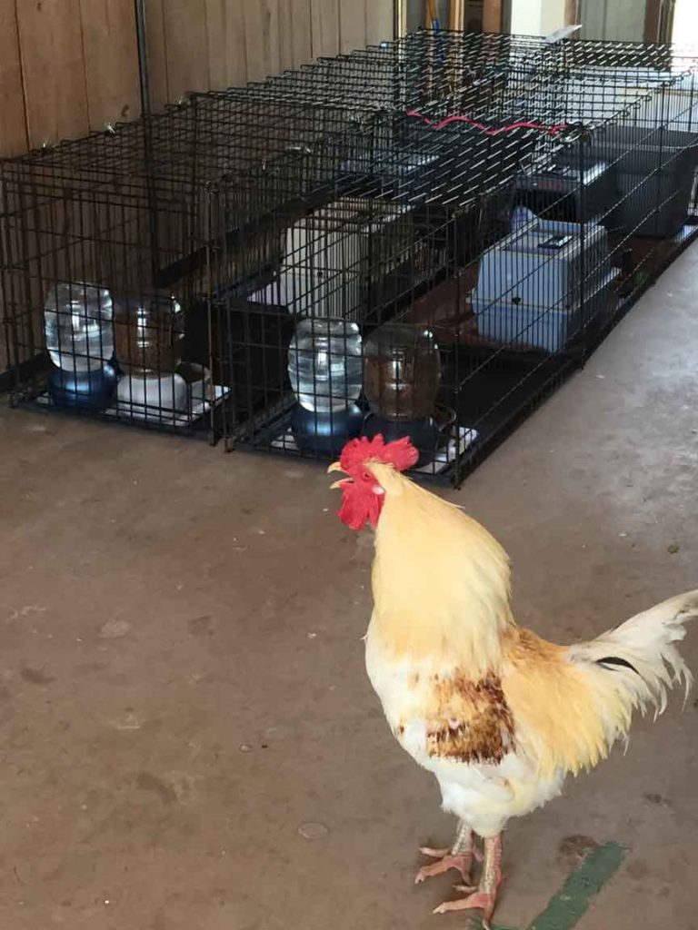 Rooster and cat cages- Barn Cats Incorporated in Waxahachie Texas