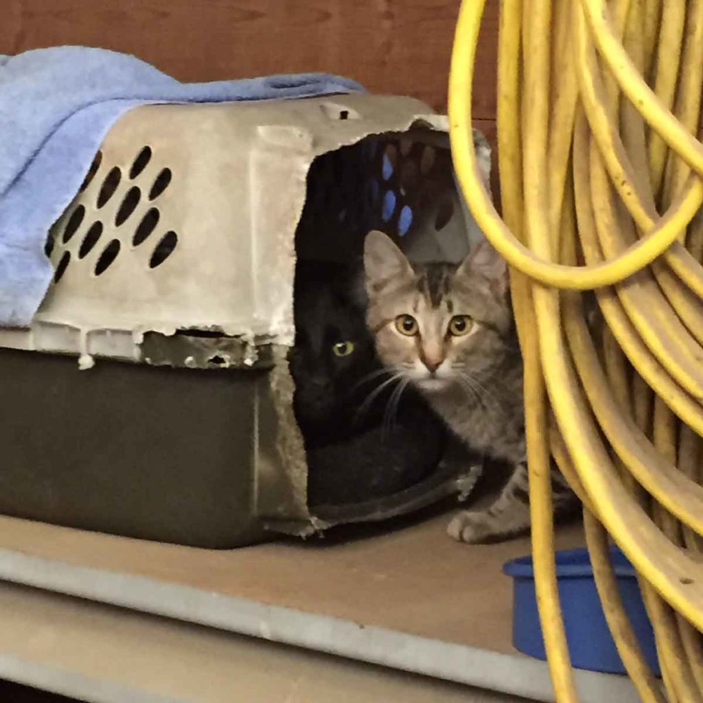 Photo of two cats in cat carrier - Barn Cats Incorporated in Waxahachie Texas