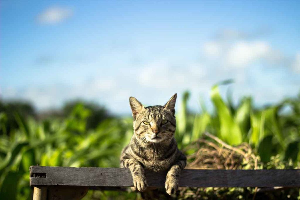 Photo of cat outdoors with intent look