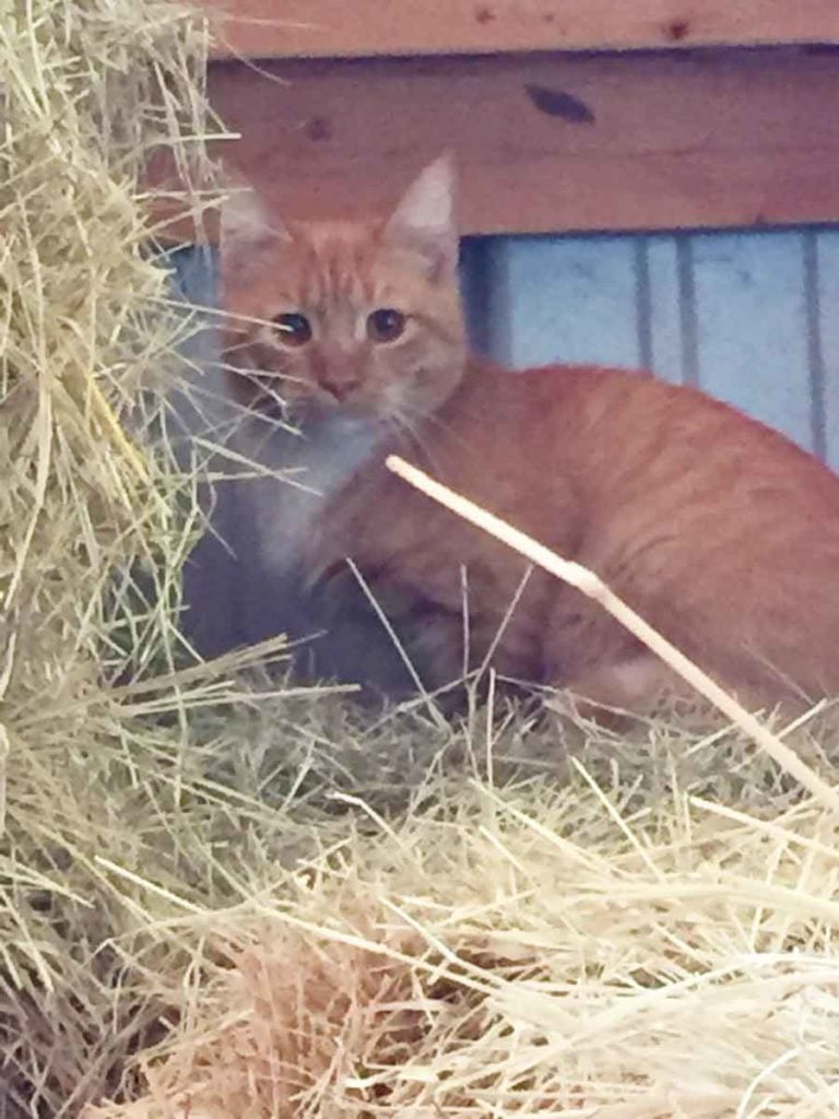 Photo of orange tabby hiding behind hay - Barn Cats Incorporated in Waxahachie Texas