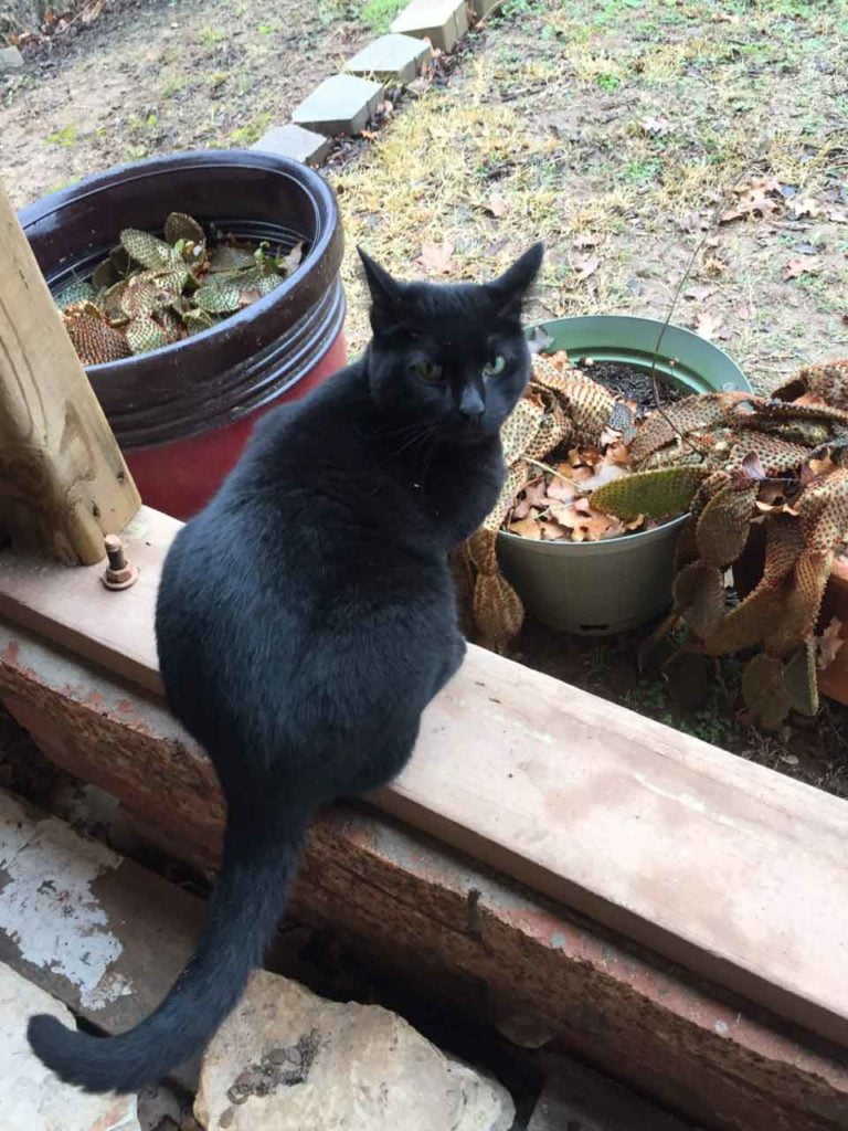Photo of startled black cat in doorway - Barn Cats Incorporated in Waxahachie Texas