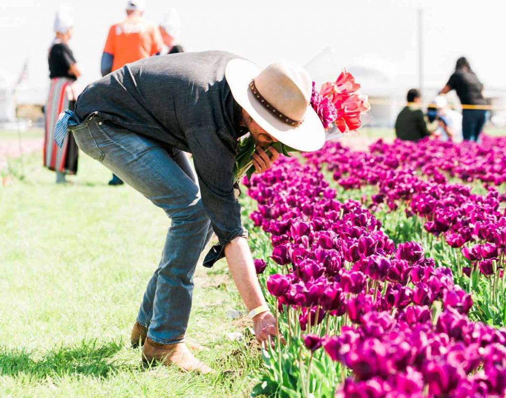 Man picking tulips at Poston Garden Tulipalooza event in Waxahachie Texas