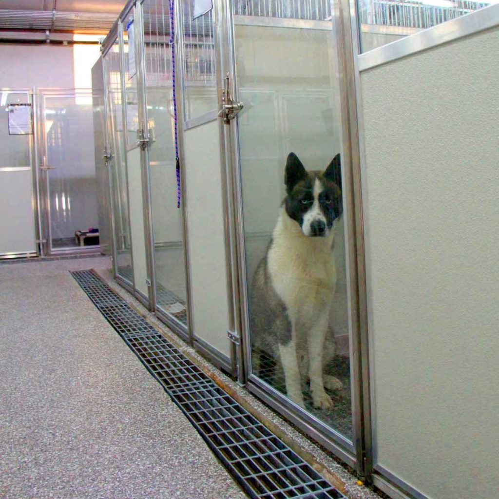 Black and white dog in a modern kennel at the Ellis County Animal Care Center in Waxahachie Texas