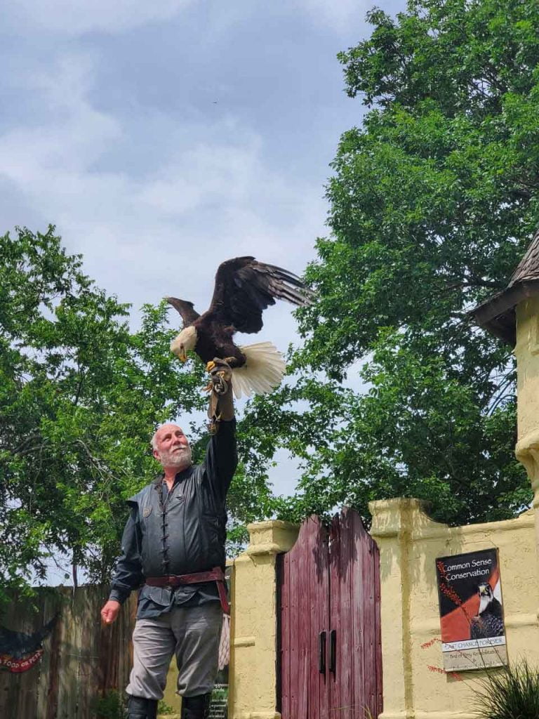 A man holding a bird of prey at Scarborough Fare in Waxahachie, Texas