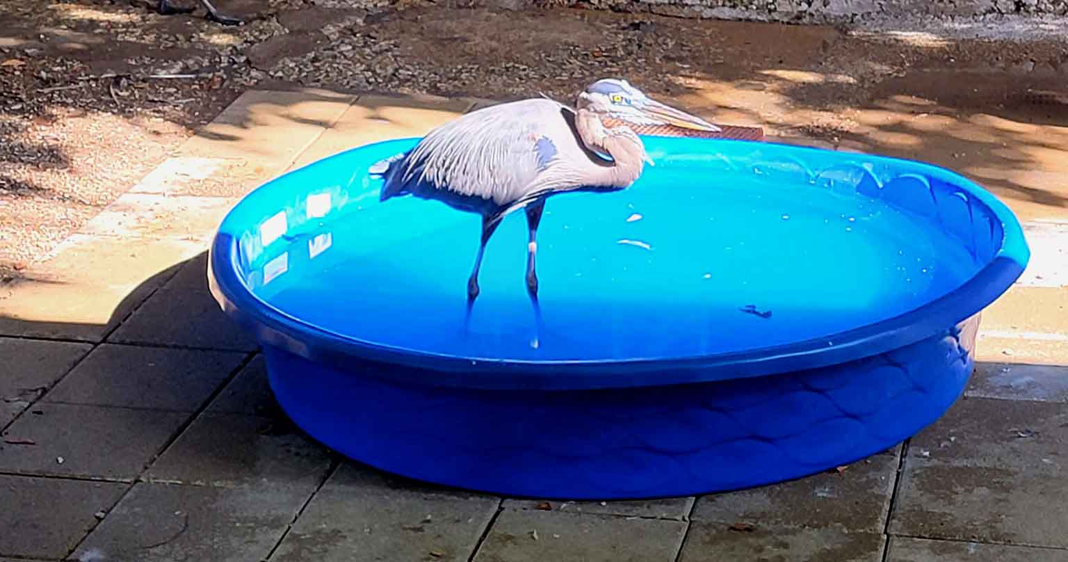 A heron enjoys a pool of water at Rogers Wildlife Rehabilitation Center