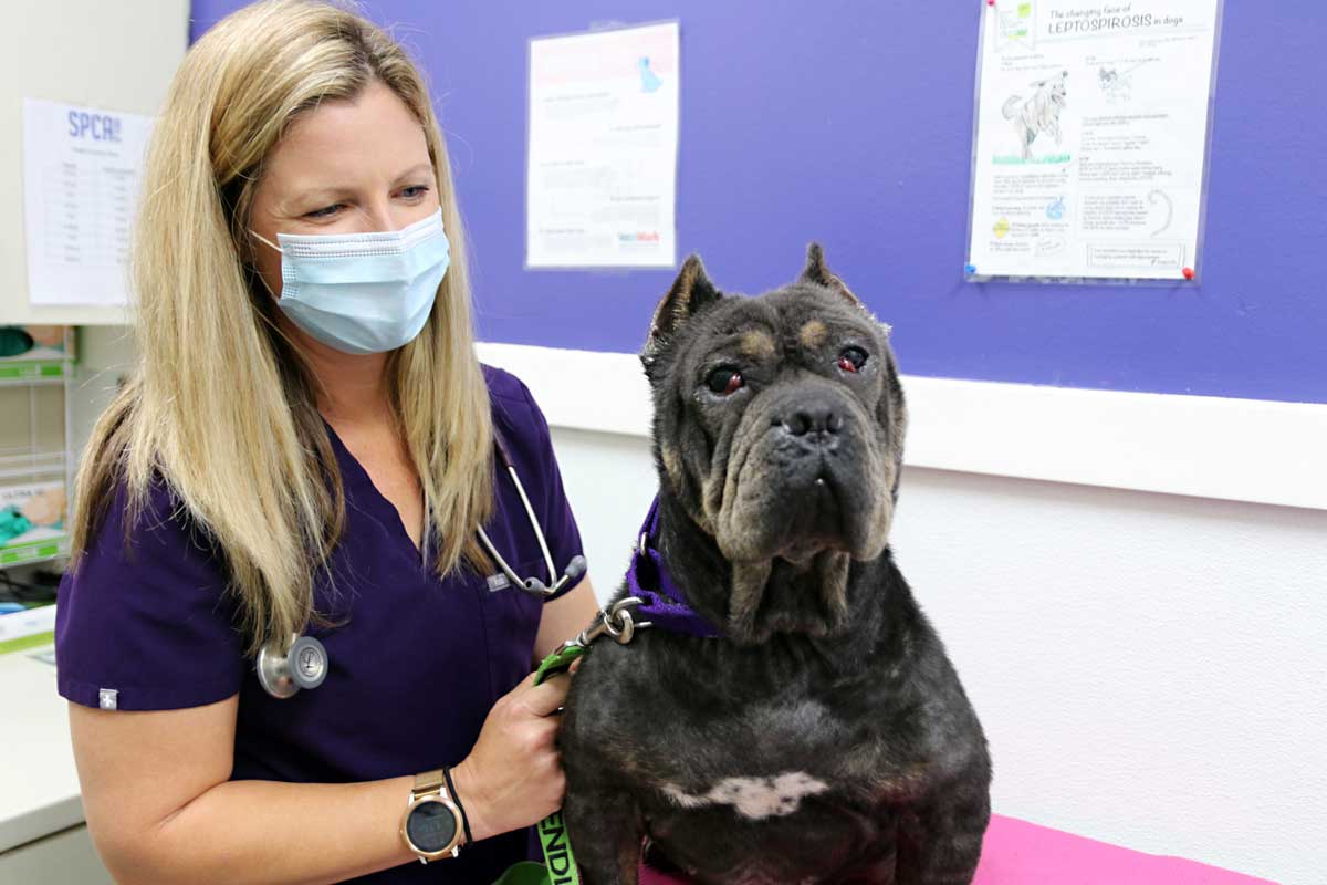 dog being vaccinated