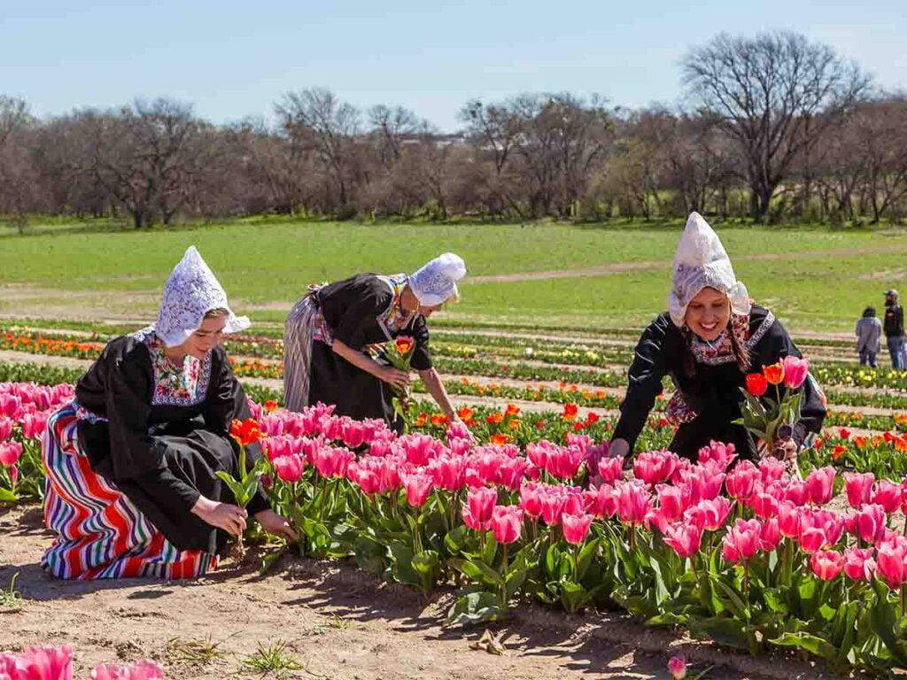 Woman in traditional Dutch attire picking tulips