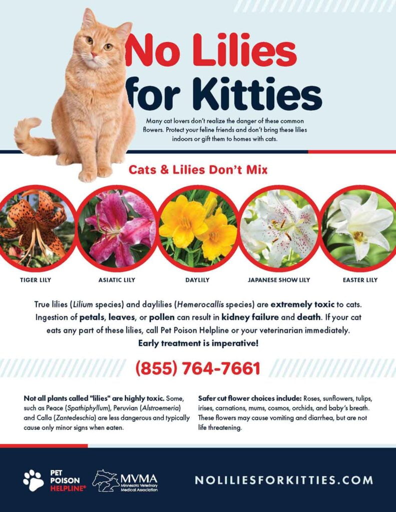 No lilies for cats graphic