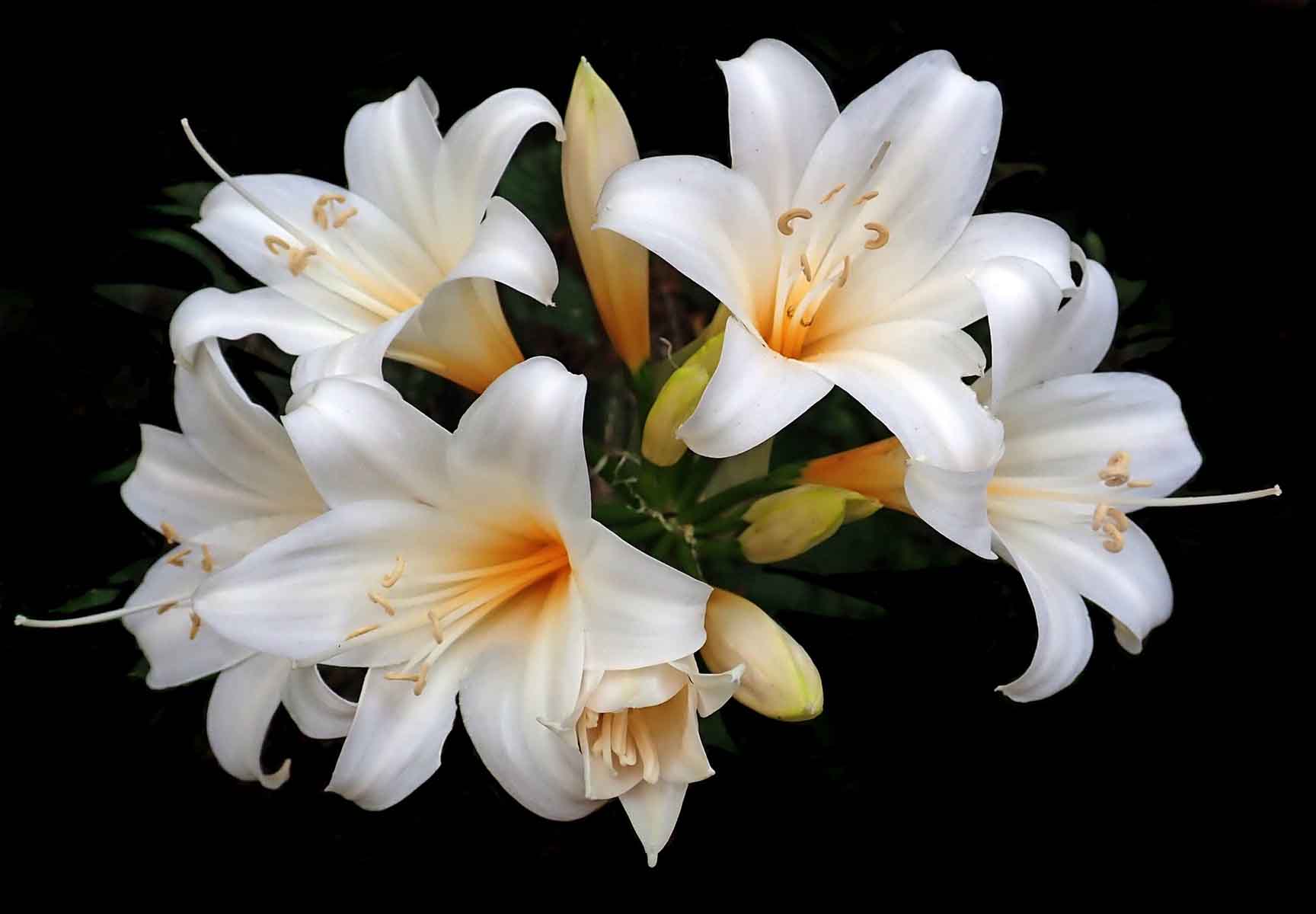 bouquet of lilies
