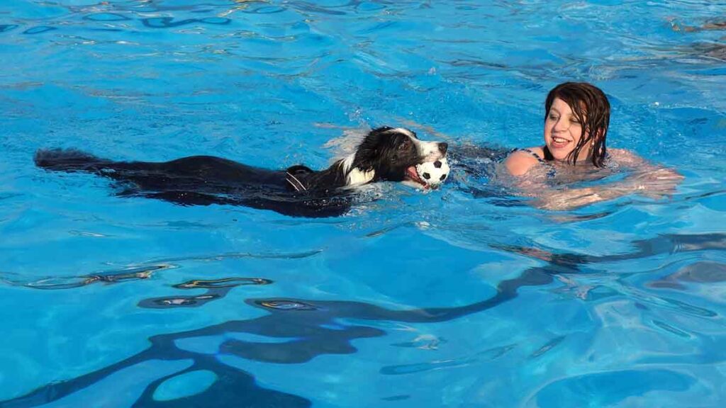 dog with ball swimming in pool with woman