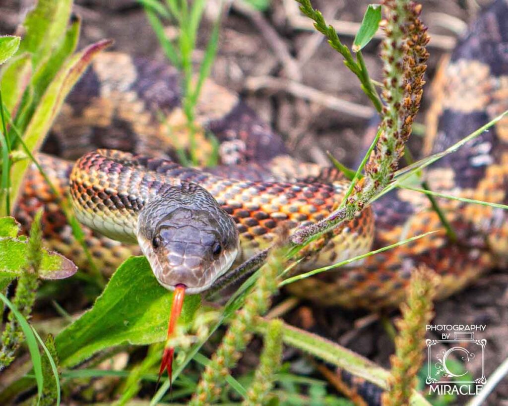 A snake shows its tongue on as it slithers through vegetation