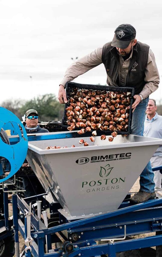Man pouring tulip bulbs into a planting hopper for Tulipalooza in Waxahachie, Texas