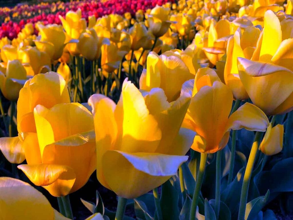 Tulips in field in Waxahachie, Texas