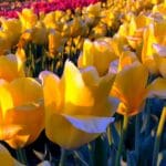 Tulips in field in Waxahachie, Texas